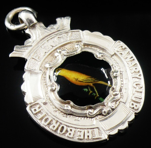 Border fancy canary club - fancy,