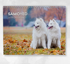 Samoyed Calendar 2026: Monthly Wall Calendar with Notes, opens to A3 Size