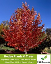 Liquidamber Styraciflua bare root tree sapling hedge border hedging plants whips