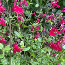 Salvia Cherry Lips Eye-Catching Unique Pink White Flowers Plant | 9cm Pot