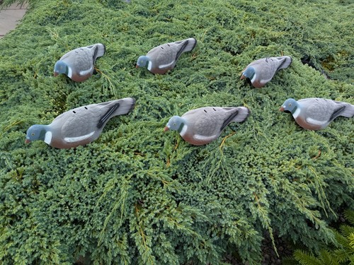Off flocked pigeon - 6,