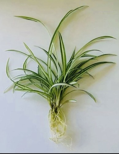 Green white spider - green,