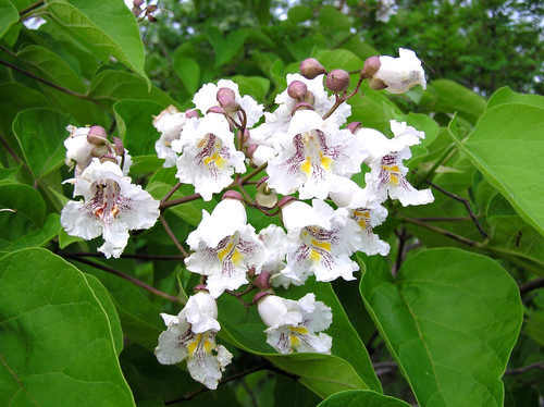 Southern catalpa tree - tree, seeds