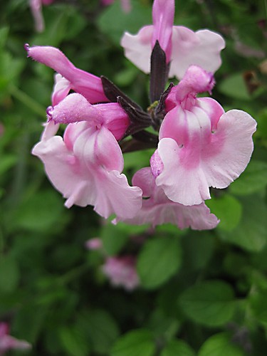 Salvia angel wings - plant, two