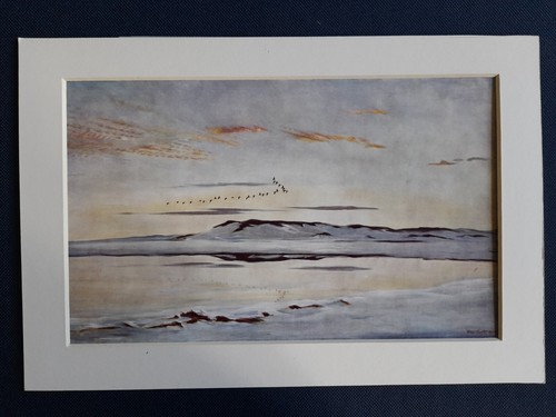 Vintage peter scott print - vintage,