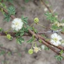 Acacia planifrons | Umbrella