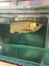 Asien Arowana Blue Base Cross