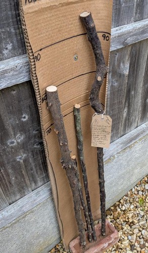 Blackthorn walking sticks - walking,
