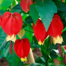 Abutilon Megapotamicum Bushy Deciduous Outdoor Garden Flowering tropical Shrub