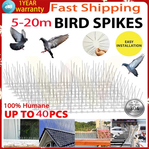 20m pigeon bird spikes wall - bird,