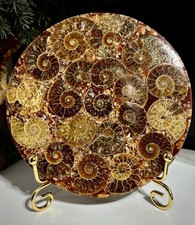 Large Crystal Fossil Disc 416