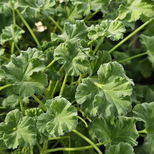 Fragrans geranium - x,