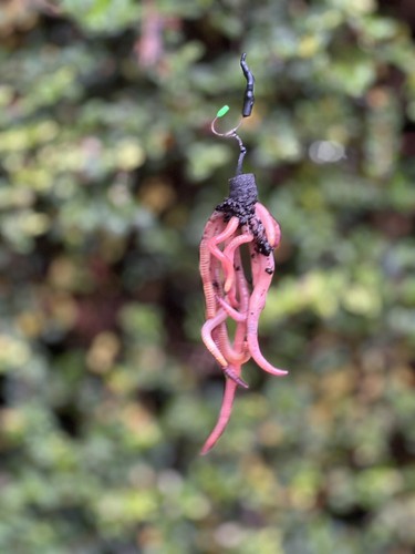 Carp catfish worm rig 3 - x, +
