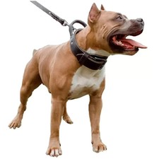 Dog Collar With Handle Real