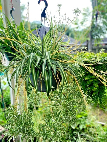 Six the perennial house - perennial,
