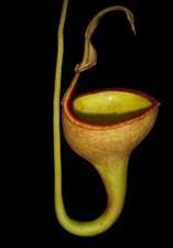 Nepenthes EYMAE - RARE PLANT 