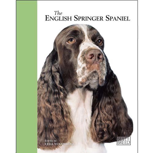 English springer spaniel - english,
