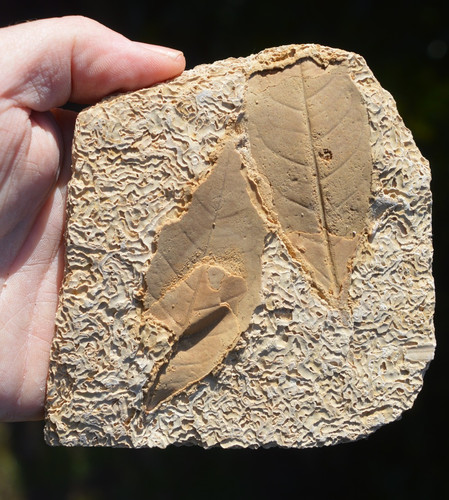 Amazing rare fossil - &,