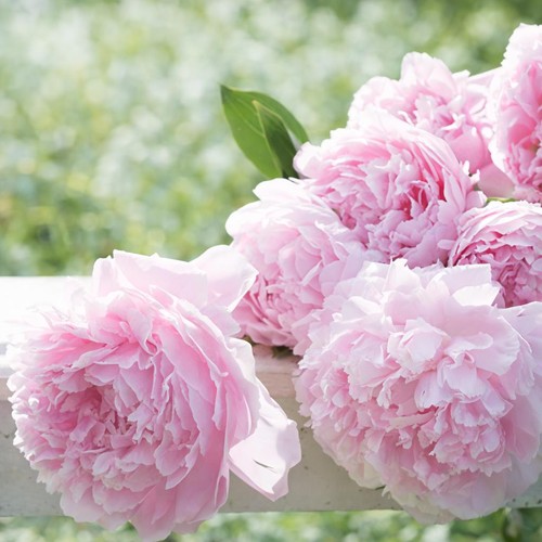 Fragrant peony sarah - sarah, bernhardt