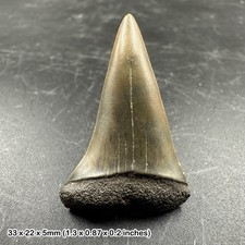 Isurus hastalis mako shark