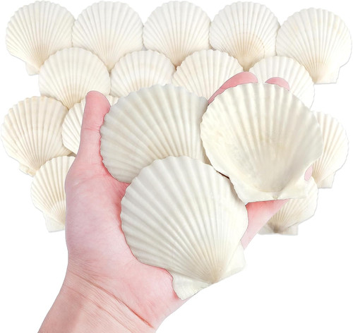 Pcs natural scallop shells - 20,