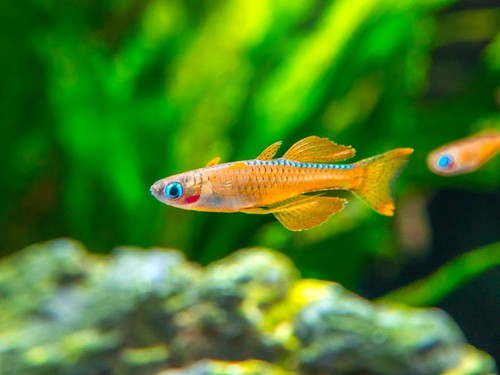 Red neon blue eye - red,