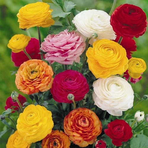 100 ranunculus persian - 100,
