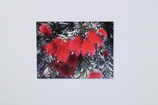 50-70 Seeds Callistemon