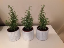 3x Healthy Green Leaves  Rosemary Plants in Ceramic Pots-Herb