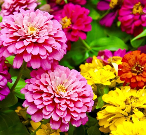 170x zinnia elegans scabiosa - 170x,
