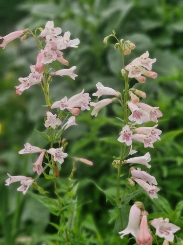 Potted penstemon - potted,