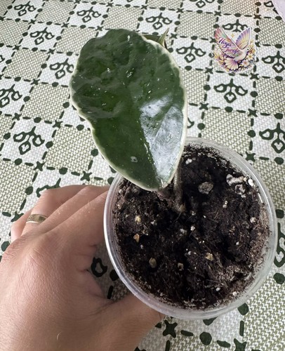 Hoya carnosa krimson - hoya, 'krimson