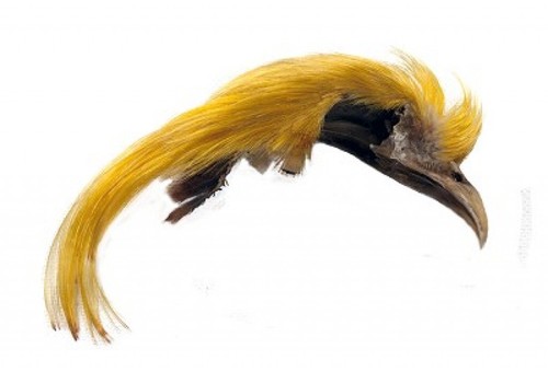 Veniard golden pheasant - golden,