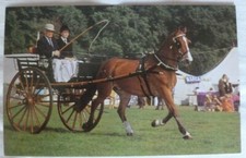 PONY AND TRAP HORSE  POSTCARD
