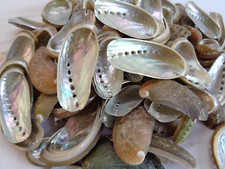 10 X ABALONE  DONKEYS EAR SEA