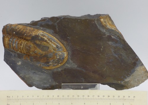 Fossil trilobite partial - fossil,