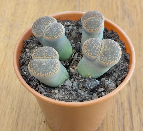 Lithops headed plant - lithops,