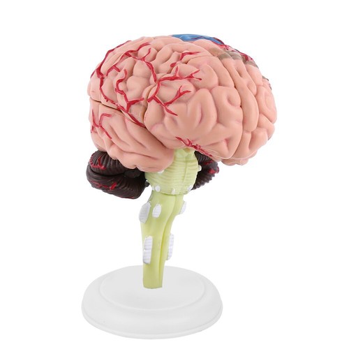 Disassembled anatomical - 4d,