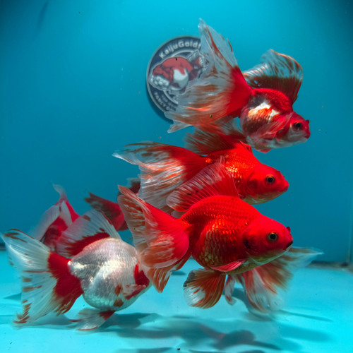 Live fancy goldfish - long, tail