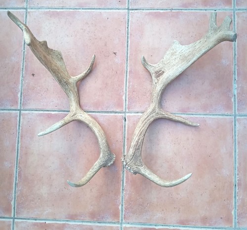 Fallow deer antlers - antlers, sale