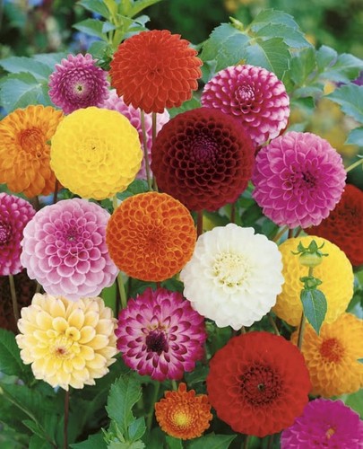 Dahlia pom mixed - 4,