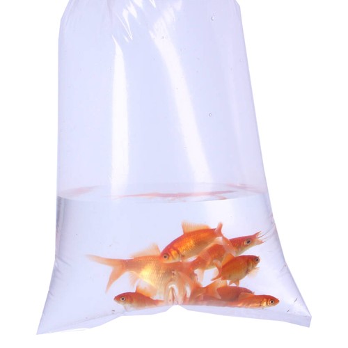 Aquarium fish transport bags - fish,
