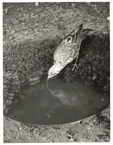 The mistle thrush turdus - mistle,