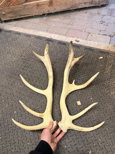 Pair red deer antlers - antlers,