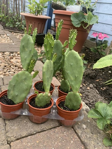 Pear cactus plant - 9-11, inches