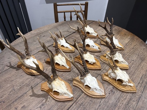 Taxidermy roe deer - roe, skull