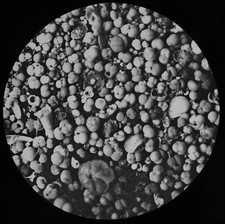 FORAMINIFERA AT 1900 FATHOMS