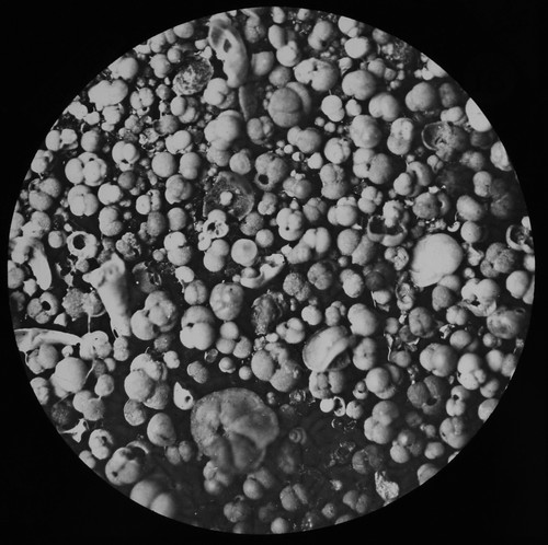 Foraminifera 1900 fathoms - at,
