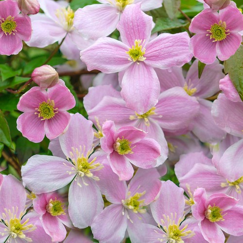 Clematis montana mayleen - montana,