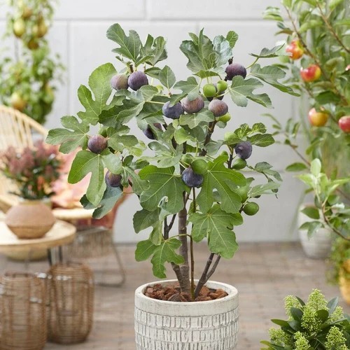 Brown turkey fig plant - brown,